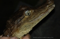 andes, amazon, wildlife, ecuad-03